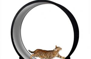cat wheel runner