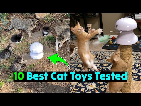 10 Best Cat Toys for 2024 Everyone Should See 🐈 @RadFelines