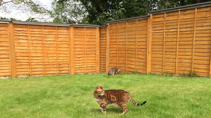 Oscillot Keeps Cats from Scaling Your Fence - Slash Pets