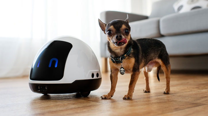 robot for pets
