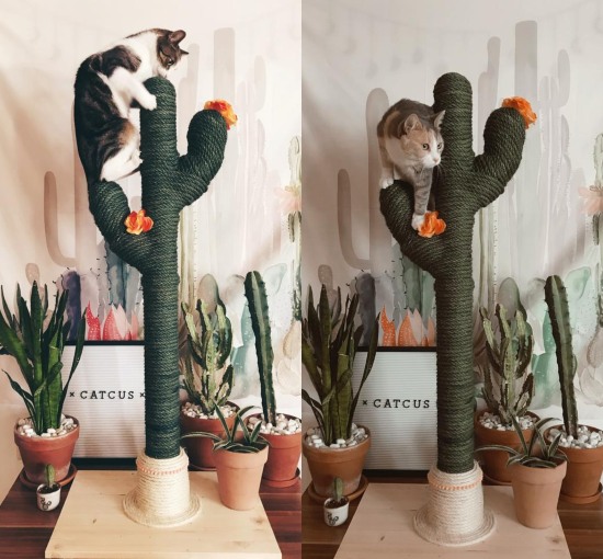 diy cactus cat scratcher